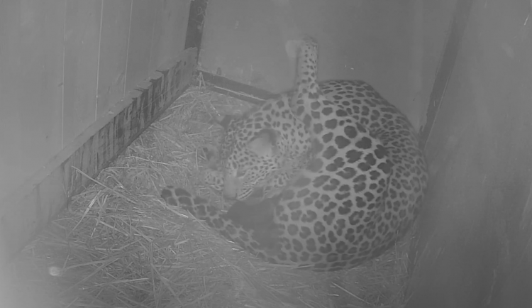 V brněnské zoo vykoukla na svět levhartí dvojčata