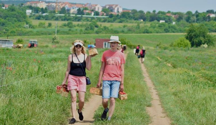 Samosběr jahod v Brně již začal