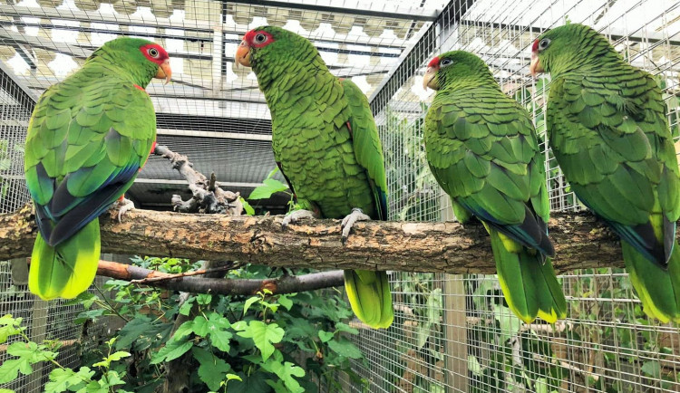 V papouščí zoo v Bošovicích se vylíhla dvě mláďata vzácného amazoňana