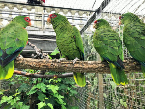 V papouščí zoo v Bošovicích se vylíhla dvě mláďata vzácného amazoňana