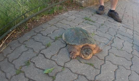 Nezvyklá návštěva Brna, ulicí se procházela želva
