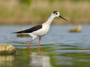 Neprostupnou džungli promění jihomoravští ornitologové na ptačí ráj