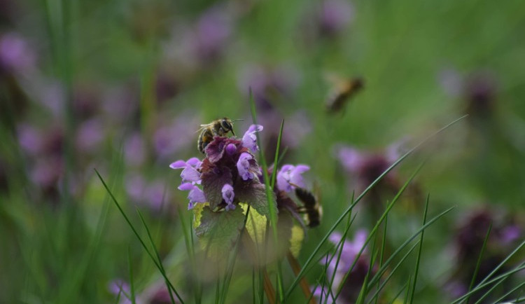 Jeden z největších důvodů ubývání hmyzu je nesprávné sečení trávy, tvrdí odborníci