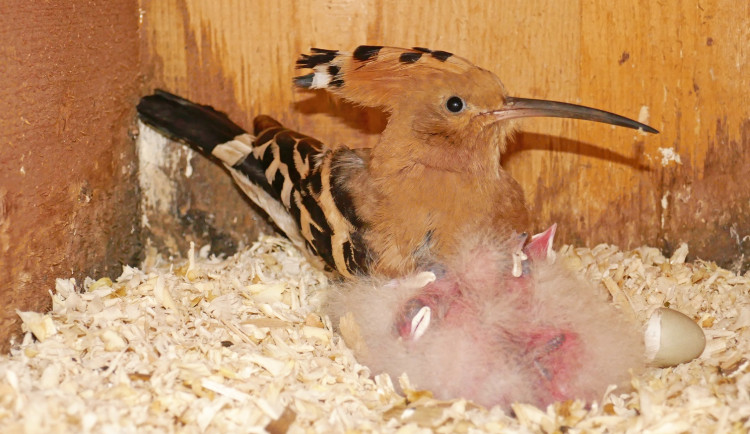 dudci_2021_1_Foto Petr Šrámek, Zoo Brno