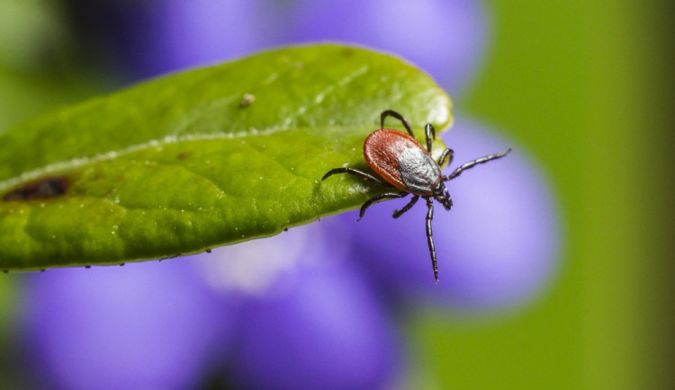 size4-16259935742164-241-v-celem-cesku-je-dnes-aktivita-klistat-na-nejvyssim-stupni