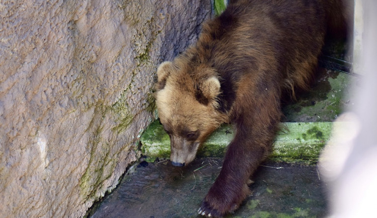 Do Brna přijela z Francie medvědice Irina, stala se novou atrakcí zoologické