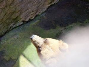 Do Brna přijela z Francie medvědice Irina, stala se novou atrakcí zoologické