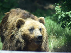 Do Brna přijela z Francie medvědice Irina, stala se novou atrakcí zoologické