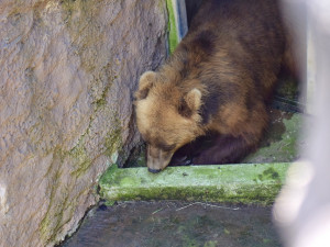 Do Brna přijela z Francie medvědice Irina, stala se novou atrakcí zoologické