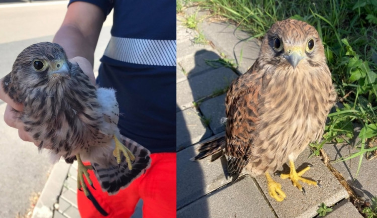 Zachráněná poštolka.