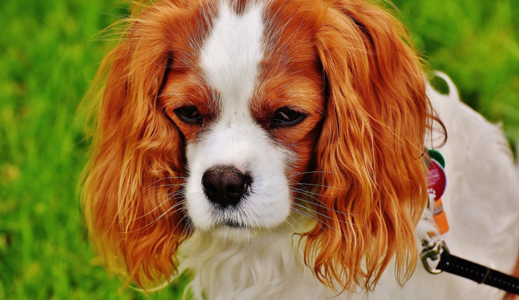 Domov ztratila v důsledku tornáda i zvířata, o 35 psů se starají v Lanžhotě