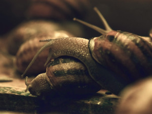 Jihomoravský král šneků chová na své farmě tisíce hlemýžďů