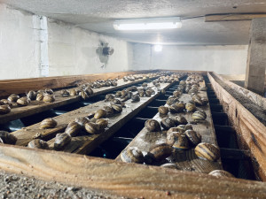 Jihomoravský král šneků chová na své farmě tisíce hlemýžďů