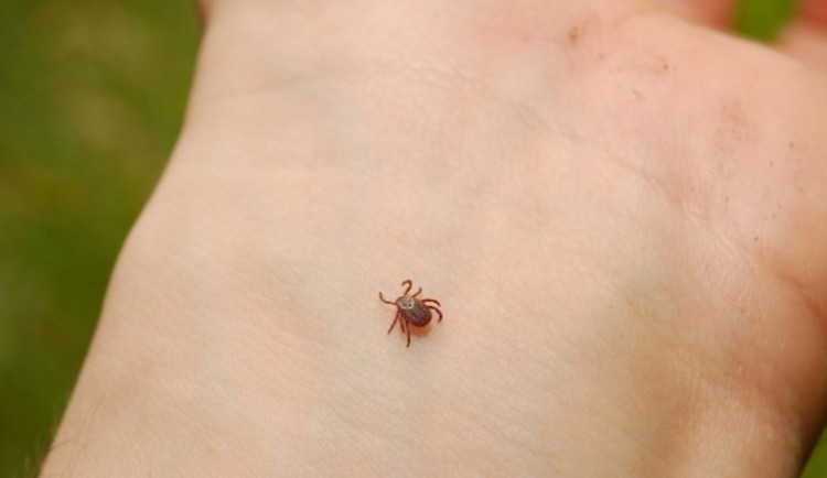 Na jižní Moravě je letos méně encefalitidy, aktivita klíšťat je ale vysoká