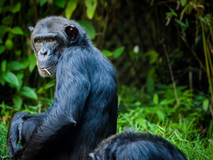 Nový domov šimpanzů v brněnské zoo vyjde na sto milionů korun