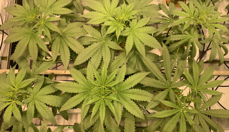 Fakultní nemocnice v Brně otevírá pěstírnu léčebného konopí