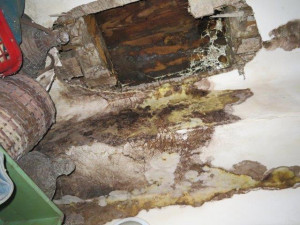 Inspektoři zavřeli prodejnu potravin v Brně, našli hmyz a plíseň