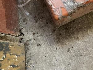 Inspektory přivítaly v jihomoravské večerce myši