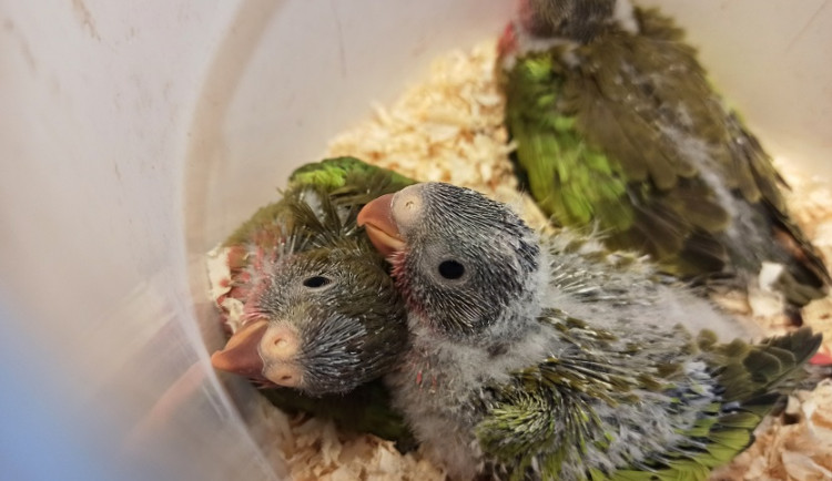 Mláďata papouška Alexandřina.