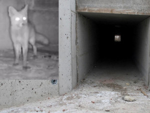 Vydry i lišky se naučily používat bezpečné tunely pod silnicí