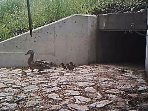 Vydry i lišky se naučily používat bezpečné tunely pod silnicí