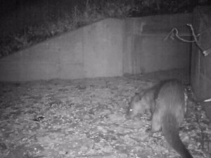 Vydry i lišky se naučily používat bezpečné tunely pod silnicí