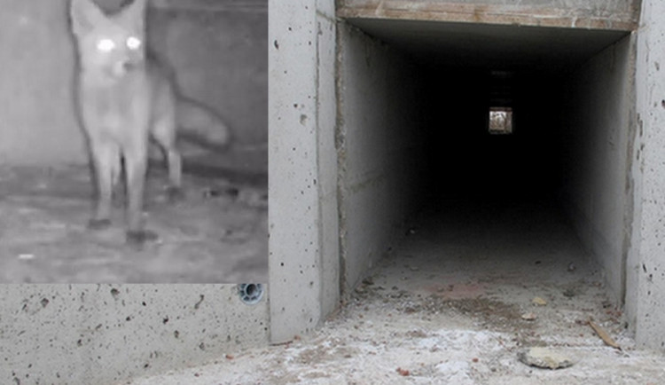 Liška zachycená fotopastí.