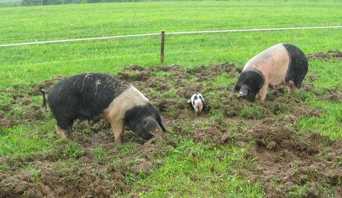 Plemeno prasete, jež proslavilo Pražskou šunku, má opět budoucnost