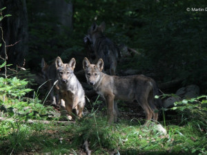 Do Beskyd se vrátili vlci, potvrdili odborníci z Brna