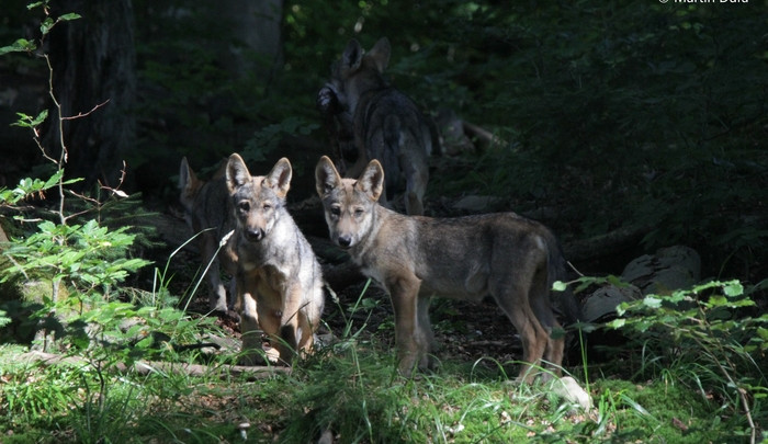 Hospodáři by měli být na pozoru, do Beskyd se vrátili vlci, tvrdí odborníci