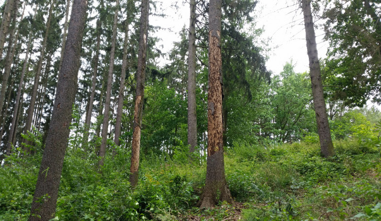 Chladné jaro přispělo ke snížení kůrovcové kalamity. Napadeného dřeva se těží méně