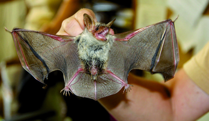 Panský lom v Hanychově bude v pátek patřit netopýrům