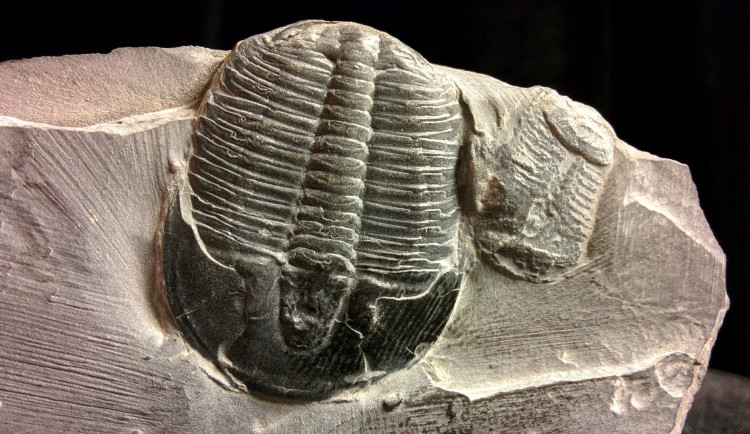 Expozice zaniklého života v brněnském muzeu vystavuje trilobity