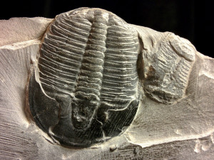 Expozice zaniklého života v brněnském muzeu vystavuje trilobity
