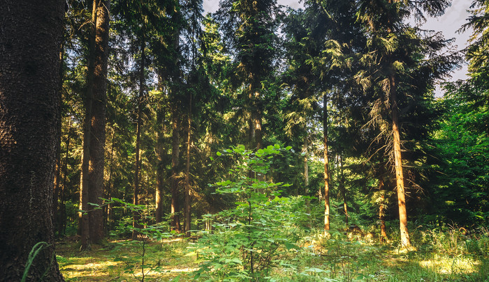 Kůrovcová kalamita mění všechny české lesy, myslí si odborník