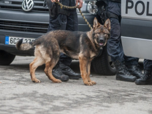 Na Brněnsku zazářil policejní pes, vyčmuchal obávané chmatáky