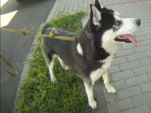 Muže v Brně překvapil pes, který plachtil vzduchem