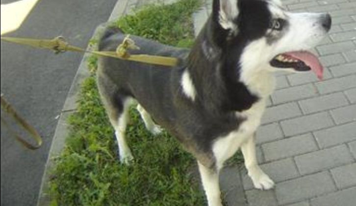 Létající husky je už doma v pořádku