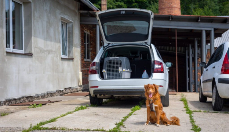 size4-16317904545743-103-jak-bezpecne-vozit-psa-v-aute