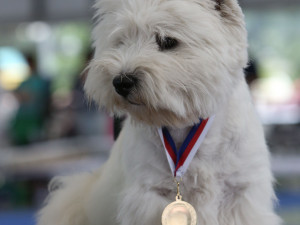 Brněnským výstavištěm se rozlehne psí štěkot