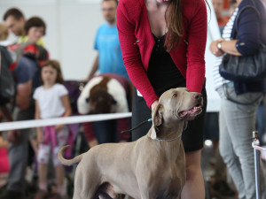 Brněnským výstavištěm se rozlehne psí štěkot