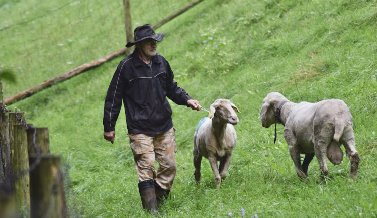 Jihomoravský bača chová ovce čtyřicet let, stará se o vzácné plemeno z Alp