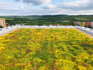Jak vypadá zelený experiment na střeše brněnské betonové džungle? Podívejte se na fotky v článku