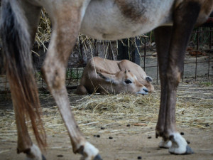 Na jižní Moravě se narodila vzácná arabská antilopa