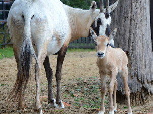 Na jižní Moravě se narodila vzácná arabská antilopa