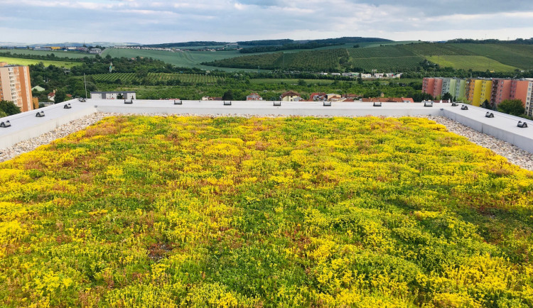 Jak vypadá zelený experiment na střeše brněnské betonové džungle? Podívejte se na fotky v článku