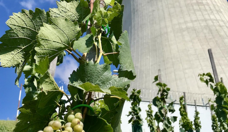 Jaderné víno. V Dukovanech startuje historicky první vinobraní