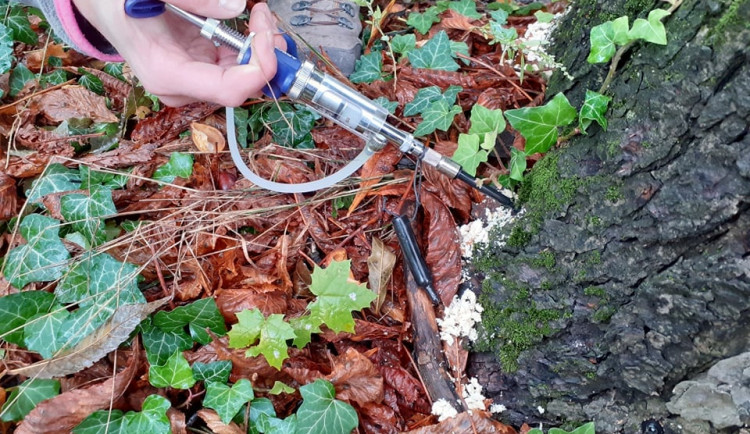 Mikroinjektáž jírovců