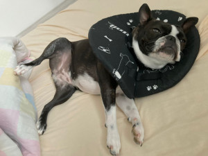 Chtěly usnadnit léčbu svým nemocným pejskům, vytvořily pro ně v době covidu geniální veterinární pomůcku