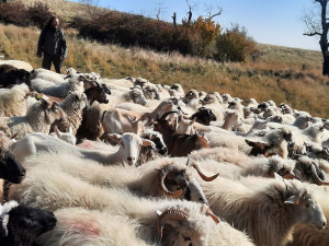 Na vrchol Pálavy se po desítkách let vrátily ovce. Pomáhají s ochranou přírody